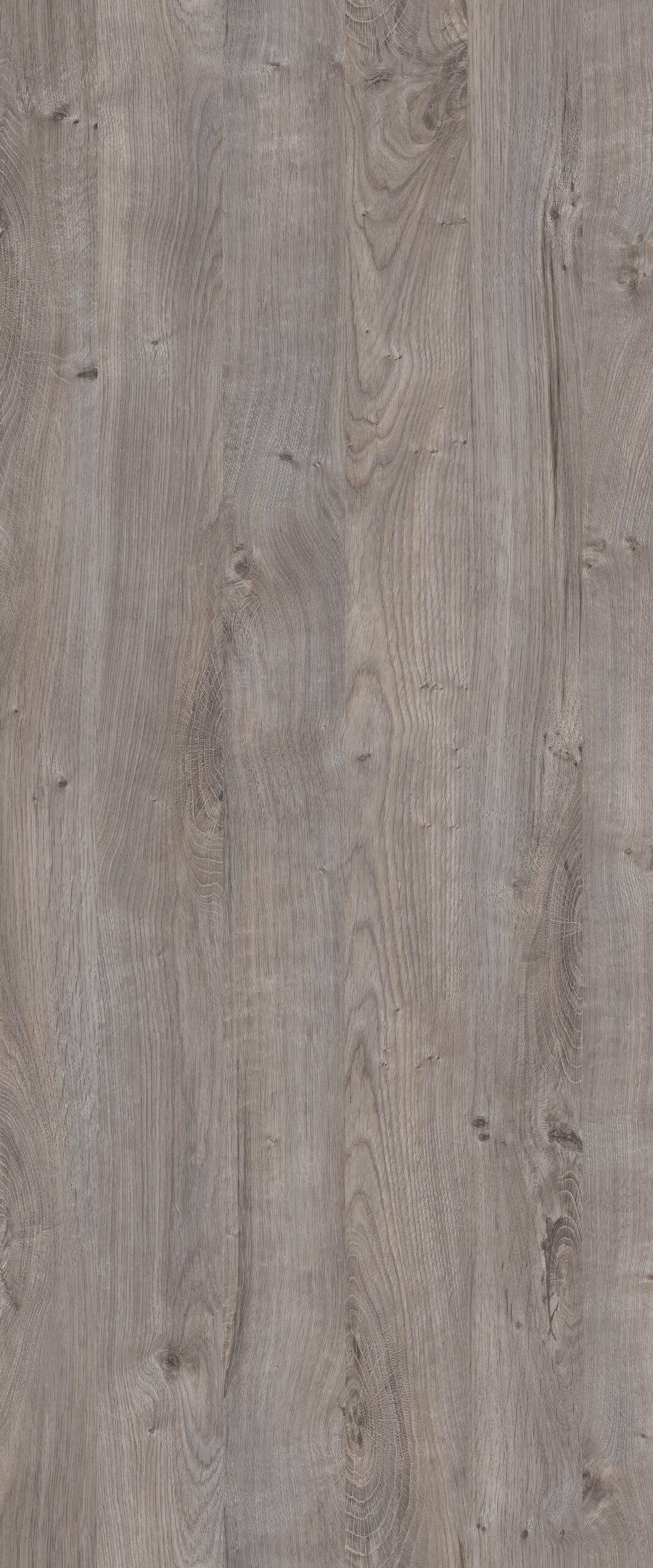 Frontal ribeck gris